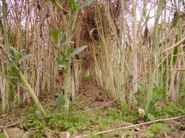 patogenu.