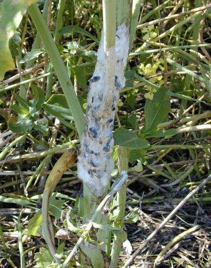 Choroby Phoma lingam Cylindrosporium concentricum Grev.