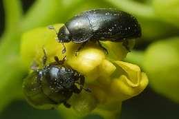 Opatření proti škůdcům Nepovolen syntetický insekticid Alternativa: záchytné rostliny Empirická pozorování Blýskáček řepkový: šíří se na