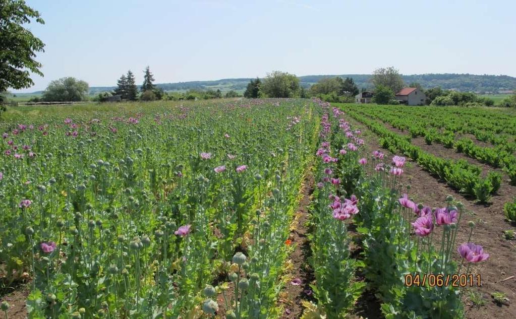 Průměrné výnosy ekomáku, Budyně nad Ohří 1,800 1,600 1,700 Průměr 2006-2013 0,891 t/ha 1,400 1,200 1,310 1,187 1,300