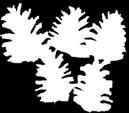 810234 810235 810246 810258 Dekorace Birch pine min.