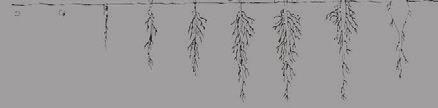 POUŽITÍ PŘÍPRAVKŮ DO CUKROVKY setí před klíčení děložní základ 2-4 listy 4-6 listů před plná vzejitím listy pravých zapojením vegetace listů řádků Hnojení pod patu při setí MICROSTAR PZ METAREX INOV