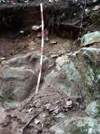 Jsou rozšířeny rozptýleně po celém území pahorkatin a hornatin. RENDZINA RZ Půdy se statigrafií O Ah či Am nebo Ap Crk Rk, vyvinuté ze skeletovitých rozpadů karbonátových hornin.