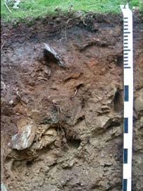 7. Bonitace a klasifikace půd KRYPTOPODZOL KP Půdy se stratigrafií O Ah nebo Ap Bsv C, se seskvioxidickým spodickým horizontem, který má rezivo žlutorezivou barvu.