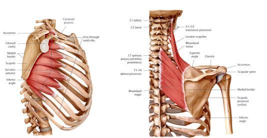 Obrázek 2: M. trapezius (Coffman, 2011) Obrázek 3: M. serratus anterior, mm.