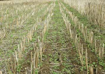 (sejba do pásov) a No-Till (priama sejba).