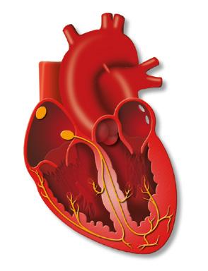 Srdeční selhání Srdeční selhání je stav, kdy srdce není schopné udržovat oběh krve tak jak by bylo zapotřebí. inými slovy, srdce nedokáže čerpat do těla tolik krve, aby pokrylo potřeby organismu.