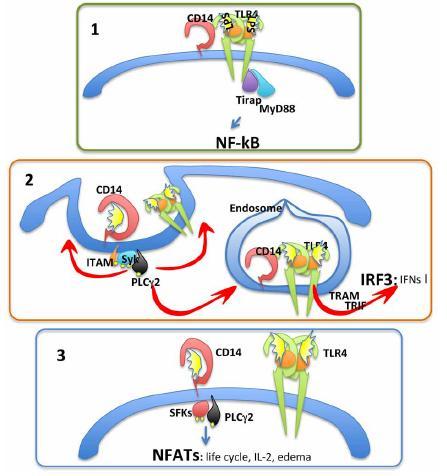 Hlavní funkce CD14 v obraně organismu vůči infekci 1. Rozpoznání nízkých dávek LPS, optimální NFκB závislá produkce cytokinů 2.