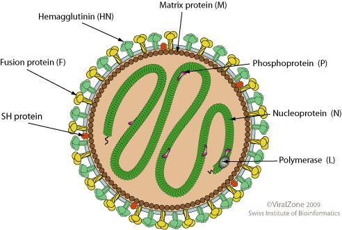 SEKVENACE A GENOTYPY WHO, WEEKLY EPIDEMIOLOGICAL RECORD, 2012;87 MUMPS NOMENCLATURE UPDATE: 2012 12 GENOTYPŮ A-N (VYJMA E C, M K; SUB-GENOTYP. KLASIFIKACE JIŽ NE) 1.