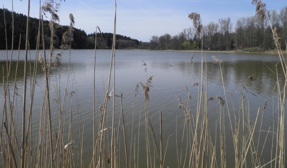 Pšeničkův rybník v Lanškrouně  4