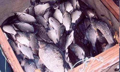 Karas stříbřitý - problémy vytlačování původních druhů ryb (např.
