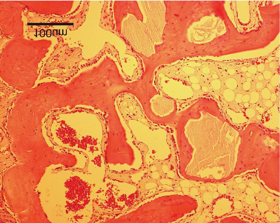 Univerzita v Göteborgu, Švédsko Mikrofotografie produktu OsteoBiol Lamina hydratovaného krví: