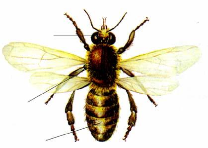 Hmyz - list č. 1 1/ Pomocí lupy pozorujte stavbu těla včely: Tělo včely je rozděleno do tří částí: a).
