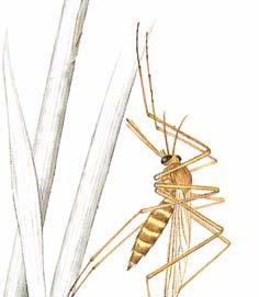 Hmyz - list č. 7 1/ Komár pisklavý: 1/ Kam kladou komáří samičky vajíčka:.. 2/ Do obrázku označ písmenem a) larvu, b) kuklu.