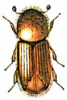 Hmyz - list č. 9 1/ Jak se jmenuje malý brouček (délka 4 mm) z řady kůrovců, jehož larvy vykusují lýko pod kůrou jehličnatých stromů.