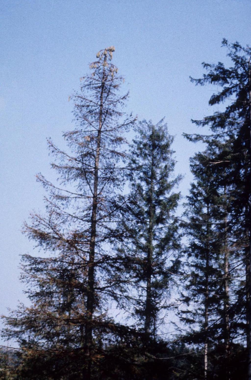 V případě silného žíru vždy zůstávají poslední ročníky jehličí; V