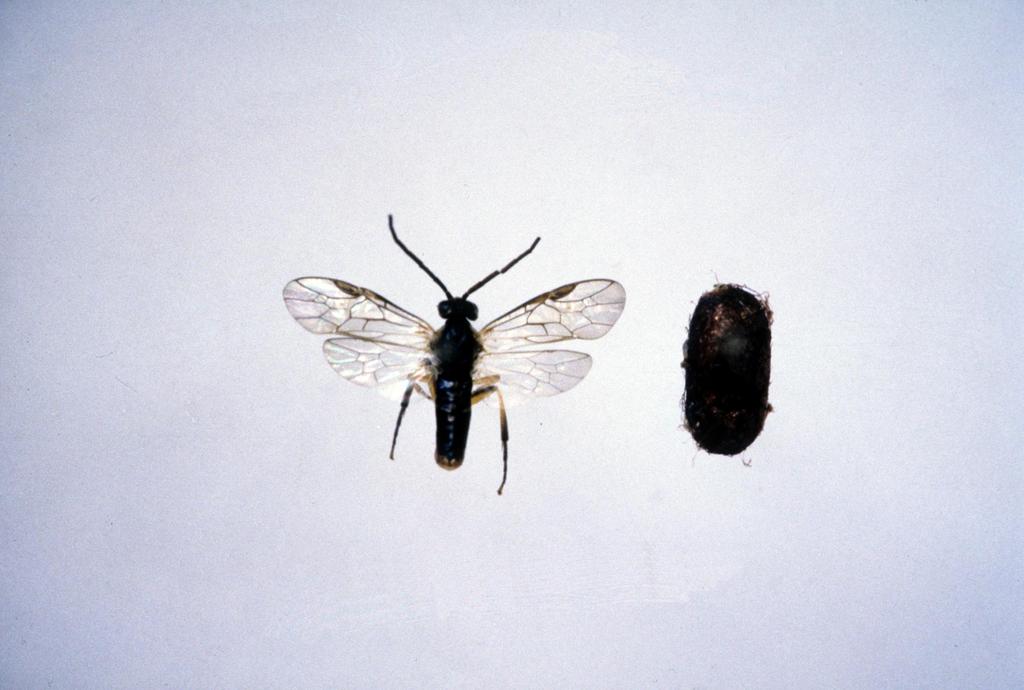 Larva se kuklí v zámotku, tzv.