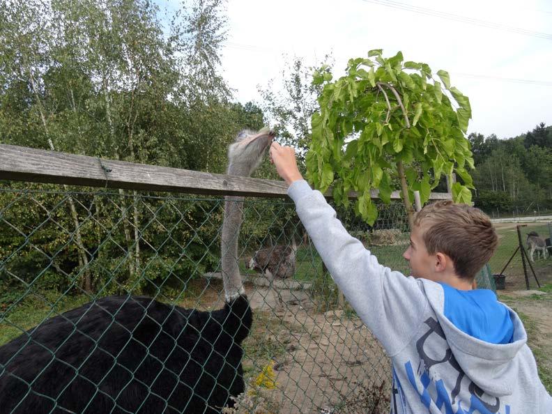 Základní škola a Mateřská škola Nová Bystřice Hradecká 390, 378 33 Nová Bystřice Absolventská práce