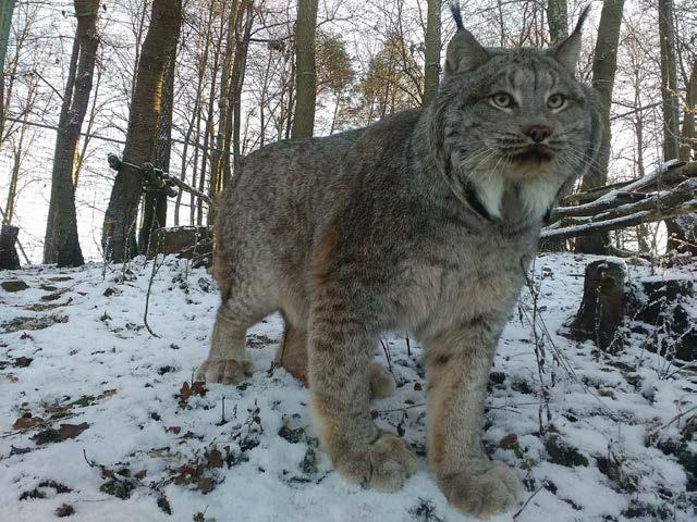 3.1.5 Rys kanadský: Rys kanadský dosahuje délky až 107cm. Charakteristickým znakem je nápadná srst na tvářích a až 10 cm dlouhý hustý a jemný kožich.