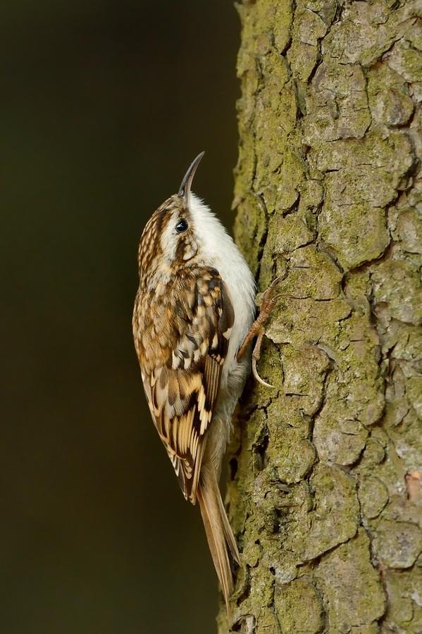 7 PŘÍLOHY 7.1 Studované druhy Obrázek 1: Šoupálek dlouhoprstý (Certhia familiaris) (zdroj [1]). Příloha č.