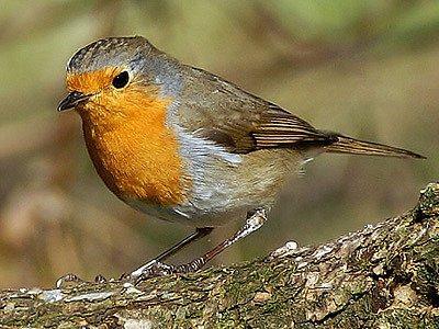 Příloha č. 11: Červenka obecná (Erithacus rubecula) (zdroj [3]). Příloha č.