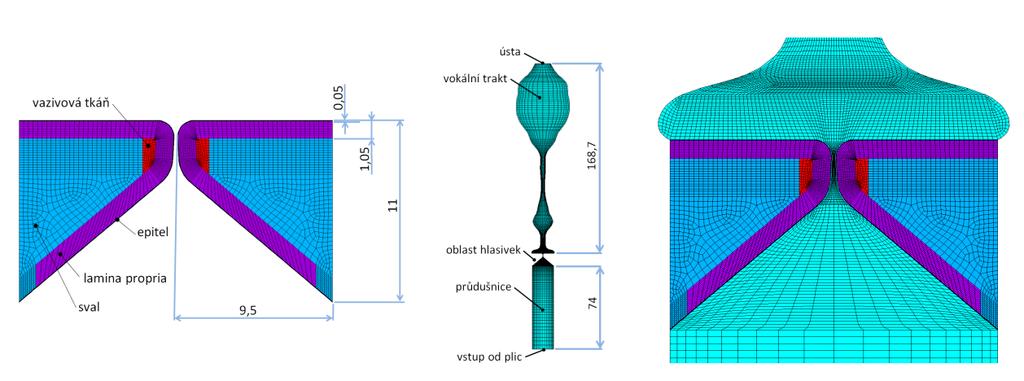 Obr. 4 a) Čtyřvrstvý MKP model hlasivkové tkáně b) MKP model akustického prostoru průdušnice a vokálního traktu pro samohlásku [a:] c) detail kompletního konečnoprvkového modelu hlasivek s částí