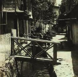 Garrigua Masaryka.