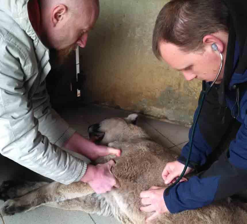 Veterinární činnost V roce 07 zajišťovali veterinární péči dva stálí veterinární lékaři. Mimo to ZOO Tábor spolupracuje s jedním externím veterinárním lékařem v oblasti aviární medicíny.