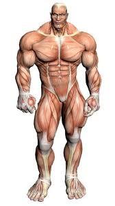 Anatomie svalové soustavy.