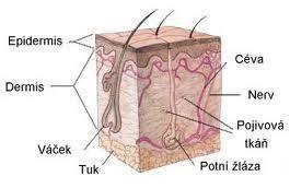 Kůže -