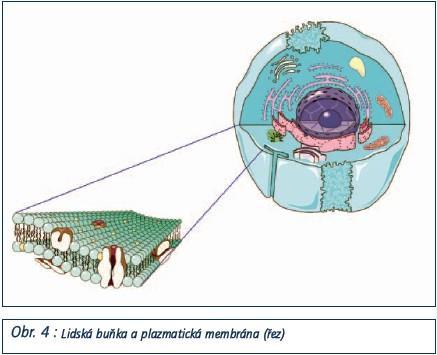 - hydrofilní a hydrofóbní část DRUHY: 1.