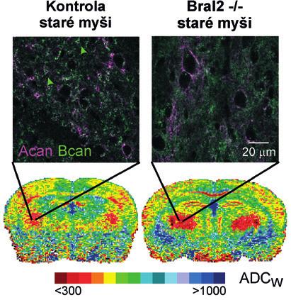 je zaměřeno na výzkum biomateriálů a kmenových buněk a jejich sekretomů pro regeneraci a rekonstrukci tkání a studium jejich funkčnosti na různých biologických modelech (míšní poranění, poškození