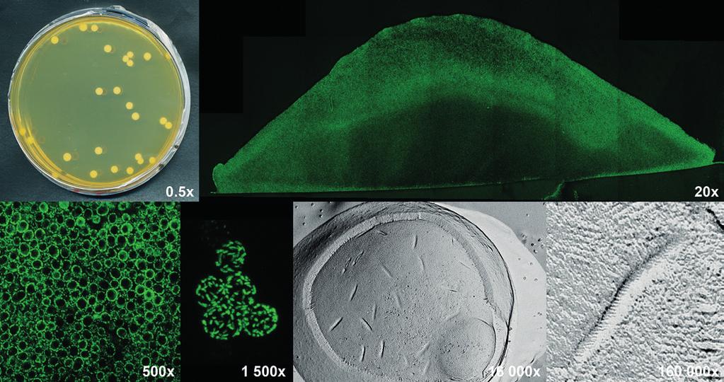 Nový mechanismus regulace genové exprese na specifické mikrodoméně plasmatické membrány Nedávno jsme mj.
