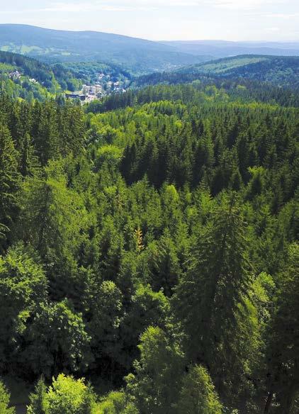 Proč je Stezka korunami stromů Krkonoše právě nad Janskými Lázněmi Harrachov Důvodů, proč Stezka stojí právě nad Janskými Lázněmi je několik. 1.