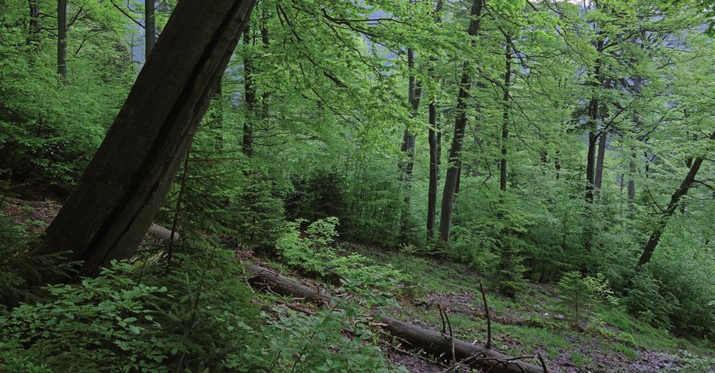 Graf 6 Druhová skladba lesů podle hlavních dřevin na území Libereckého kraje Na území Libereckého kraje lze nalézt plošně významnější lesní komplexy tvořené převážně jednou dřevinou (monokultury)