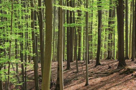 bučiny (jedle působením různých vlivů z porostů téměř vymizela) a na kontaktu se zónou smrku je stanoviště horských smrkových bučin. Jizerské hory, Fojtka.