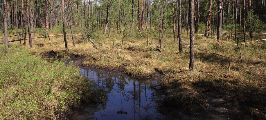 představují druhovým složením ojedinělý ostrůvek severské tajgy ve střední