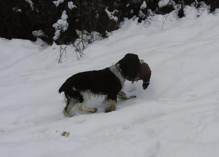 disciplínu agility. Pořízení psa a jeho držení není krátkodobou záležitostí, a tak každý, kdo o psovi uvažuje, by měl zvážit svoje možnosti ve všech ohledech.