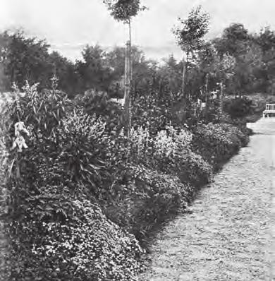 Perenové rabato v zahradě p. Lefnera v Ostroměři. (Obruba je vysazena z Viola cornuta G. Wermin, Saponaria ocymoides a Arabis alpina), Vaněk, J. (1925). tzv. obrubové trvalky.