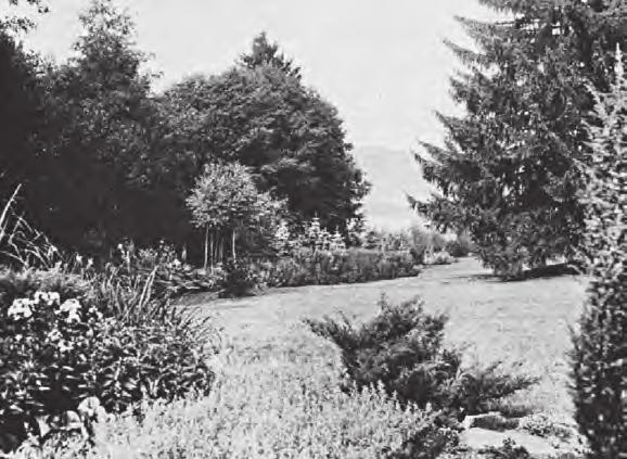 Sortiment rostlin pro solitérní umístění v trávníku, Fulín, M. (1925), Vaněk, J. (1925) Bacconia jaonica Heracleum gigantheum Polygonum polystachium Yucca filamentosa Delphinium H.
