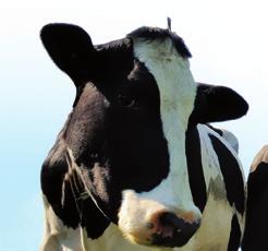 DÁVKOVÁNÍ Krávy 50 g / litr pitné vody Rozmíchejte 1 kg Revivy v 10 litrech vody (min. 40 45 C).