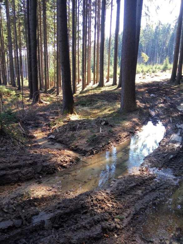 lesní cesty. Úmyslná těžba, kterou prováděla firma DŘEVO MÁLEK, s. r. o.