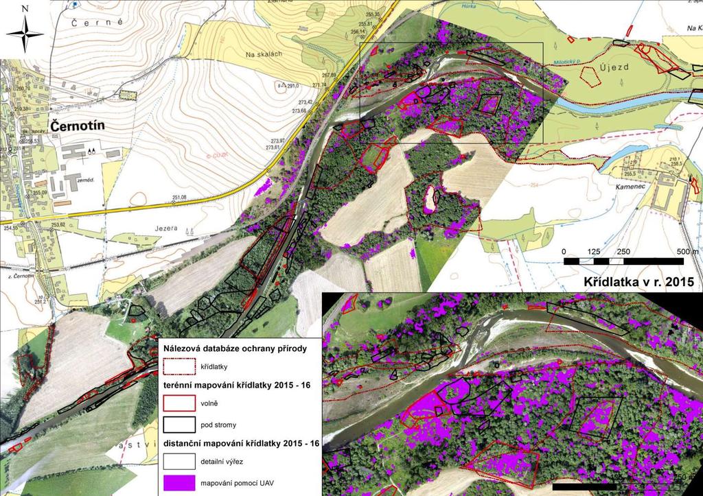 Mapa 2 Mapa výskytu invazních křídlatek na lokalitě Černotín Distanční data dálkového průzkumu r. 2015 bezpilotní snímek (UAV) pořízený 27. 8. 2015 r.