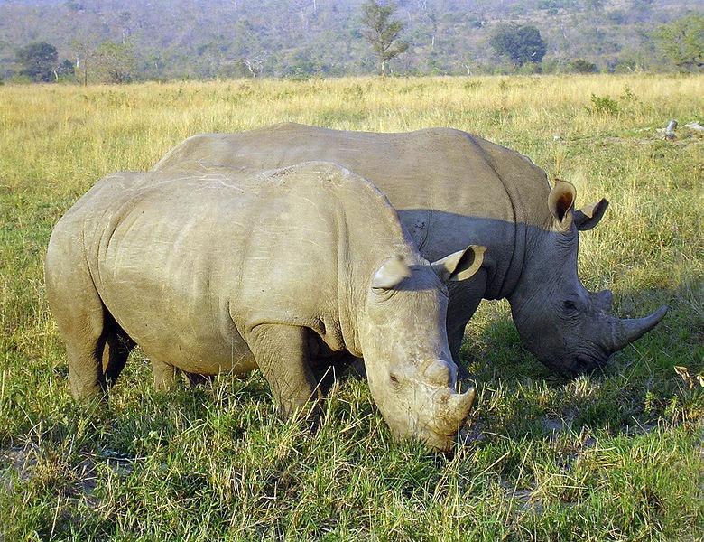 Nosorožec Na délku má 3,7-4 m (ocásek až 70 cm) a vážit