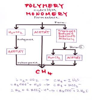 Sedimentace a sedimenty: Stratifikace: Hypolimniem sedimentuje již dosti degradovaný/resistentní POC. Směrem ke dnu obecně klesá konc. O 2. Respirace nitrátu, sulfátu.