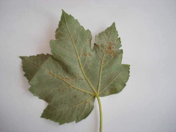 Podobně jako Aceria macrorhyncha na javoru klenu, vytváří na horní straně listů hálky ve tvaru