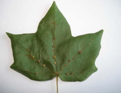 Vlnovník javorový Aceria macrochela (Nalepa, 1891) Tento vlnovník se vyskytuje na javoru babyce (Acer campestre), ale na rozdíl od předchozího druhu se hálky nevyskytují po celé ploše listu, ale jsou