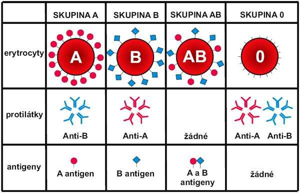 12. Krevní skupiny Krevní skupina je určena antigeny (bílkoviny, sacharidy) na povrchu červených krvinek (erytrocytů).