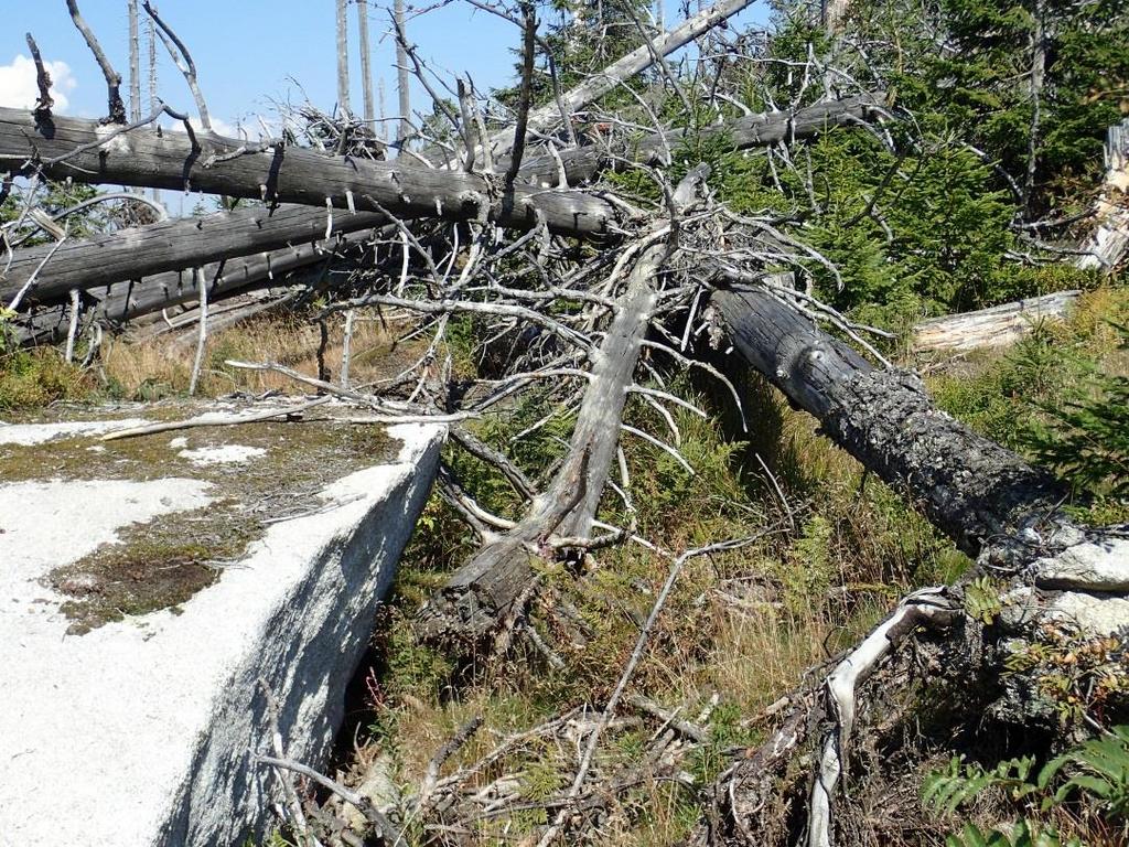 Funkce lesa v klimatu Země - společně proti oteplování Vyvinuté lesy tvoří živou pokožku Země chránící ji před zbytečným vysycháním v důsledku slunečního záření (radiace), které je bez kompenzace