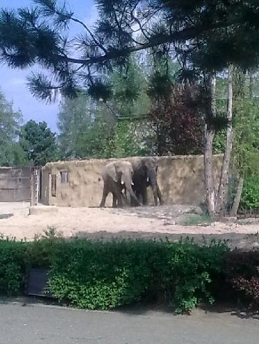 ZOO Dvůr Králové nad Labem DRAVCI Na konci dubna 2011 jsme uspořádali výlet do ZOO ve Dvoře Králové nad Labem. Na tento výlet jsme se všichni velice těšili a důkladně připravovali.